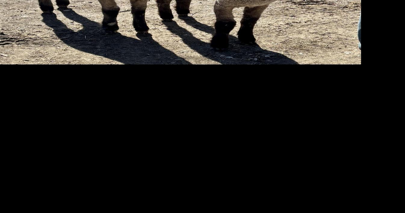 April 4 Spring Celebration Farmers Market features Bottle Lambs