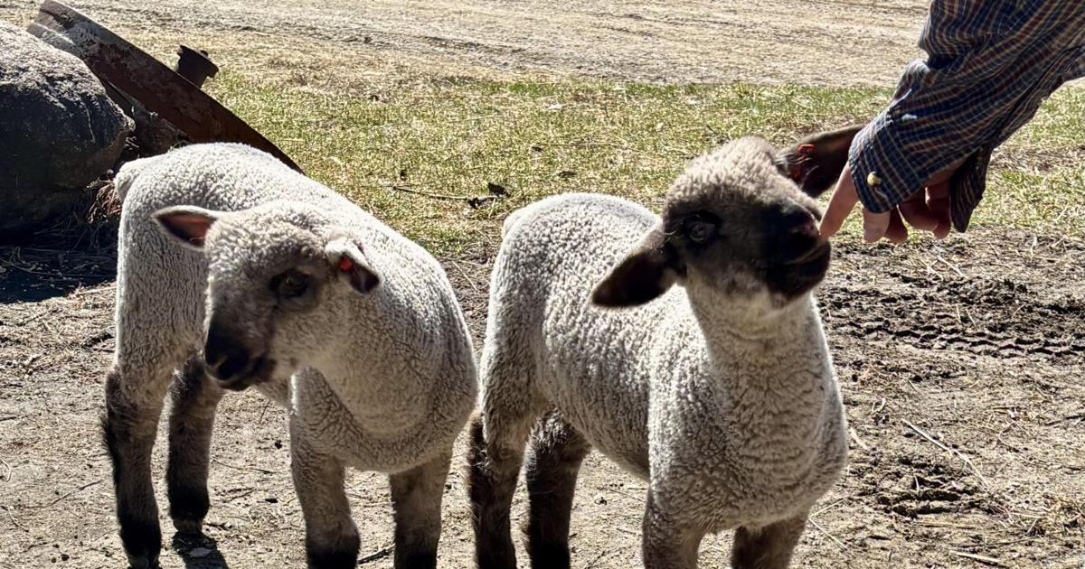 April Spring Lambs April 4 Spring Celebration Farmers Market features Bottle Lambs ...
