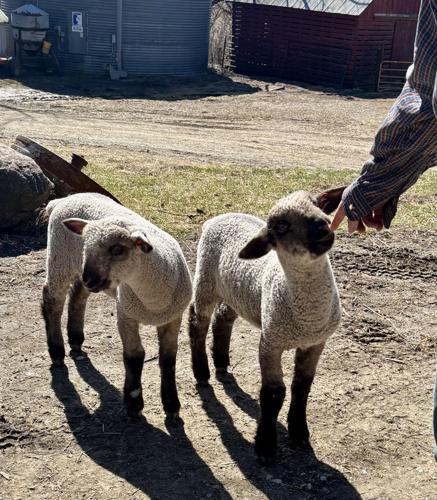 April 4 Spring Celebration Farmers Market features Bottle Lambs ...