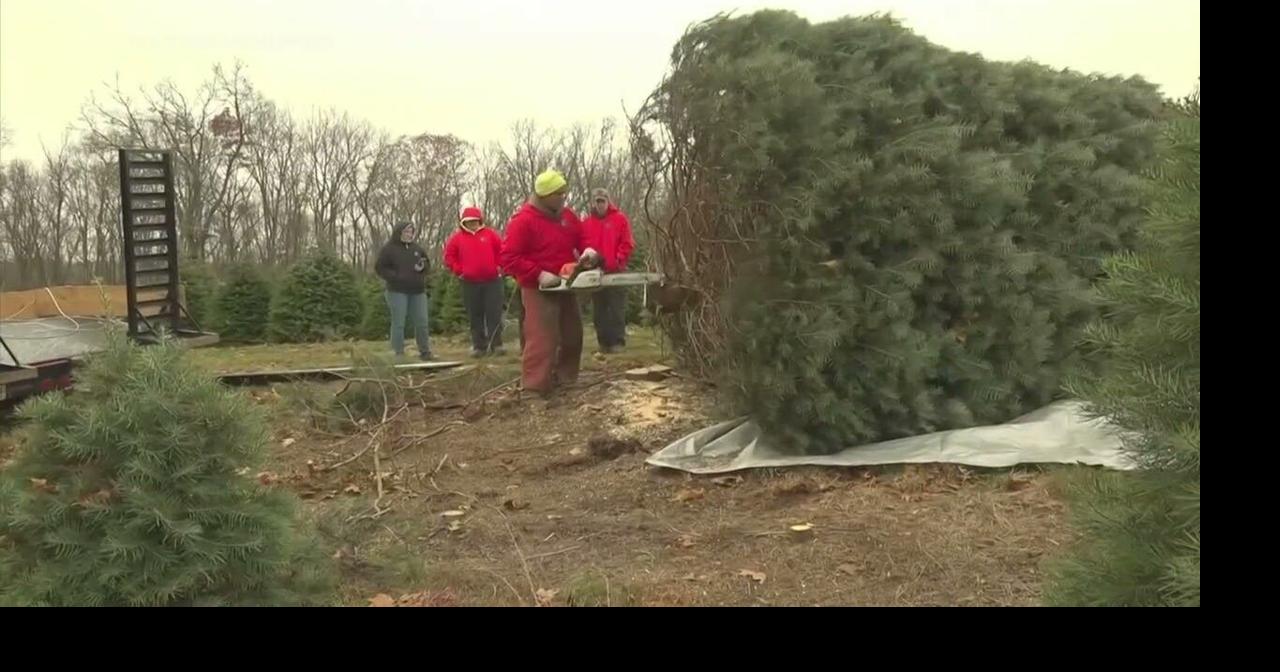 White House Christmas tree cut down at farm