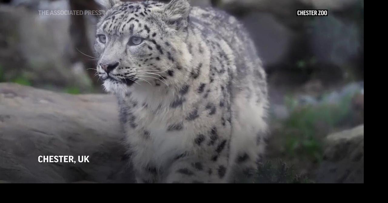 Two snow leopards arrive at Chester Zoo for the first time
