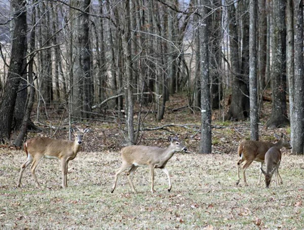 OUTDOOR NEWS '24 deer hunting season off to great start Sports
