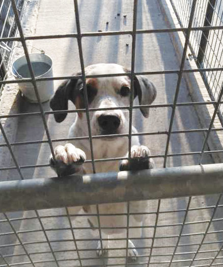 Pet of the Week — Crosby