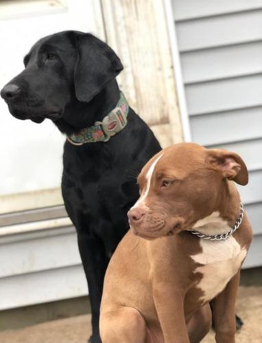 Family offers reward for information on dog deaths
