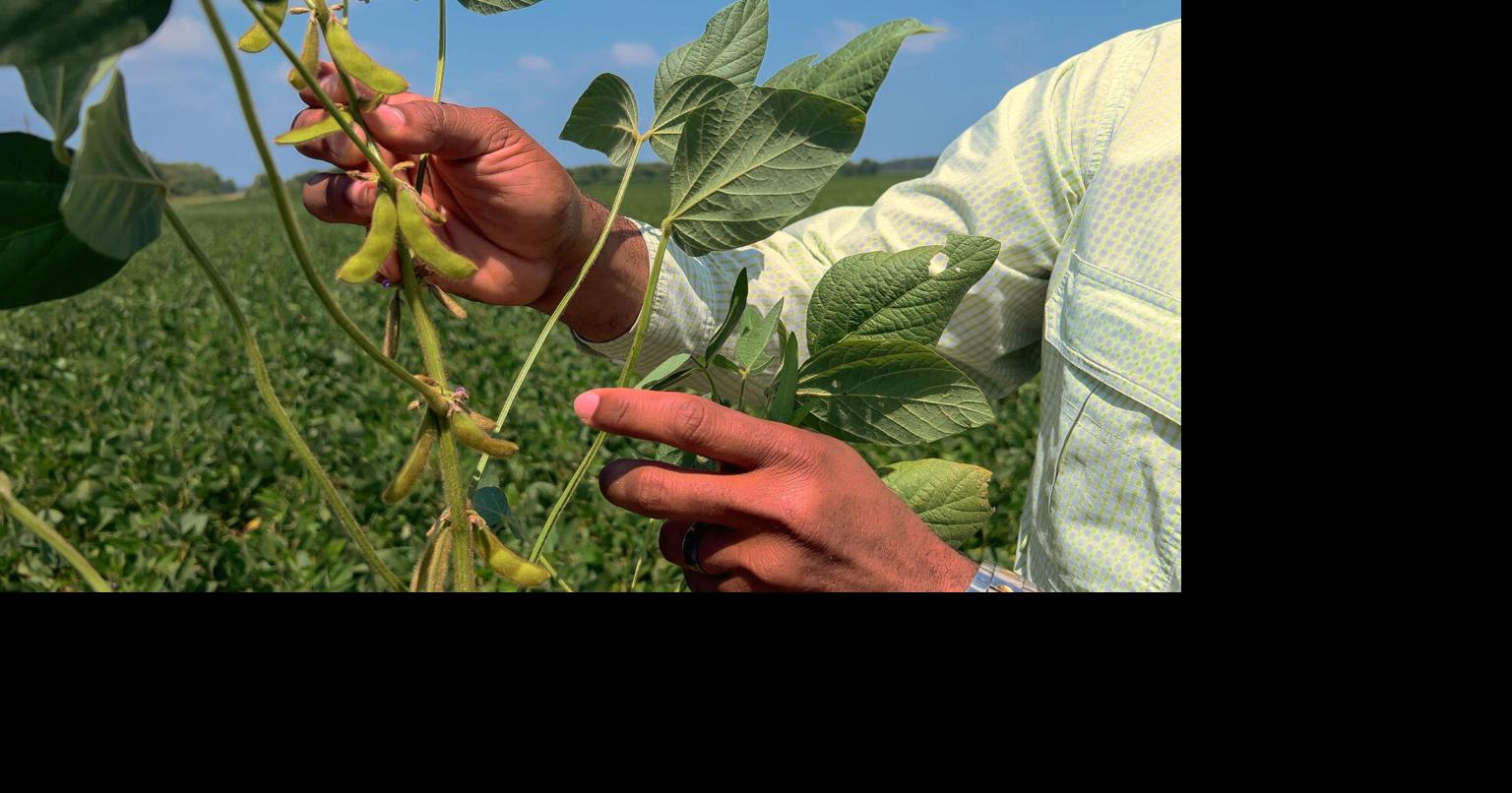 Soybeans setting pods ahead of schedule; Iowa has ‘another anomalously’ wet week (copy)