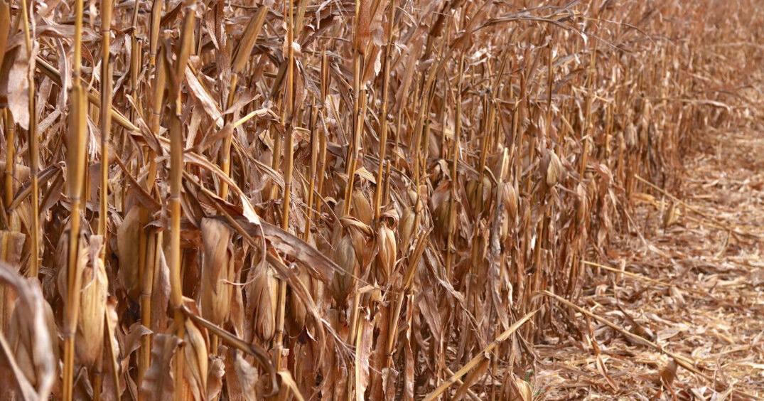 Harvest ‘in full swing’ across Iowa, rain welcome to reduce dust and fires (copy)