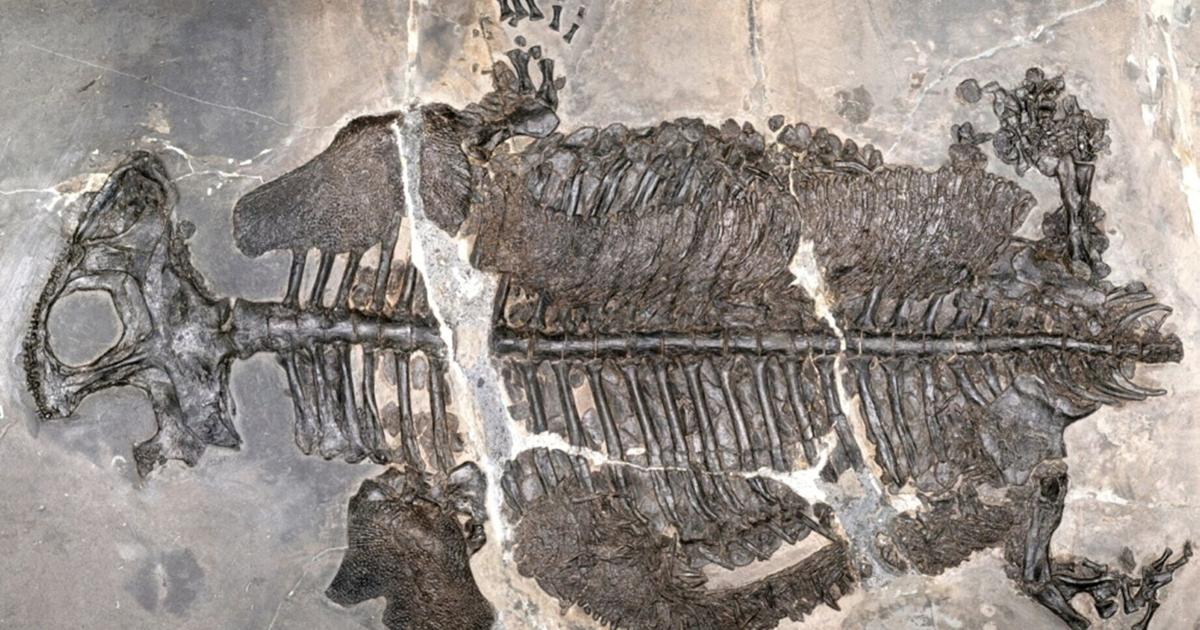 Printable Ichthyosaurus First fully marine amphibian from 230 million years ago found in China ...