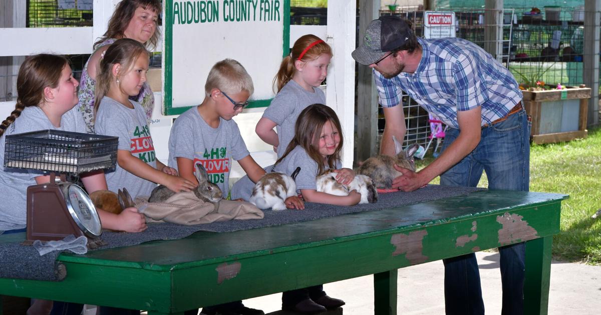 2024 Audubon County Fair - Rabbit Show | Audubon | swiowanewssource.com