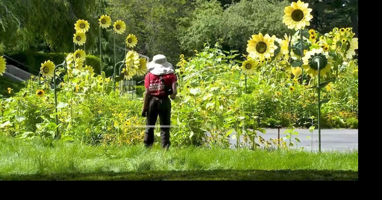 Van Gogh exhibit blooms with 18,000 sunflowers |  | swiowanewssource.com