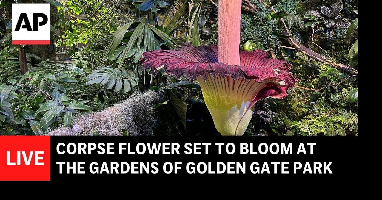 LIVE: Corpse flower to bloom at Gardens of Golden Gate Park in San ...