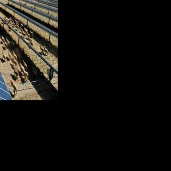 ‘Solar sheep’ help rural Australia go green, one panel at a time | Nation