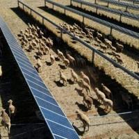 ‘Solar sheep’ help rural Australia go green, one panel at a time | Nation ‘Solar sheep’ help rural Australia go green, one panel at a time | Nation