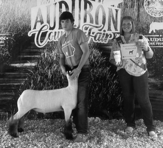 Audubon County Fair Sheep Show Lifestyle