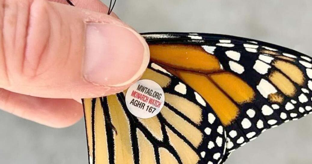 Whiterock Conservancy offers Monarch Tagging! | Audubon ...
