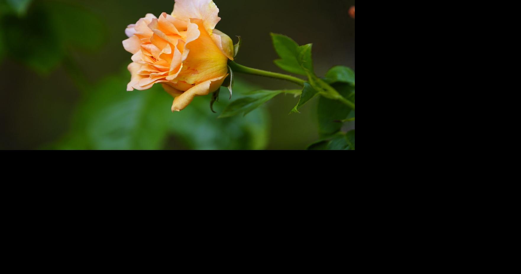 COLUMN: Plant hybrids defined By Jim Coe/On plants! Nov 13, 2025 3 mins ago