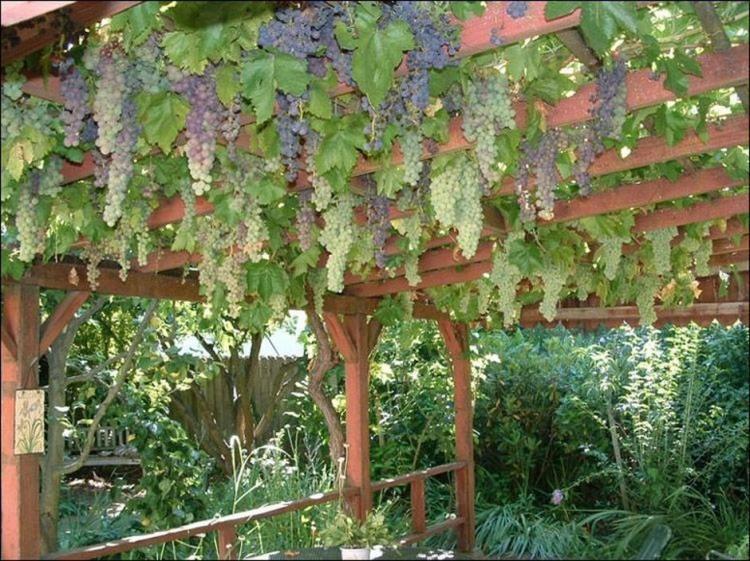 Growing grapes in your home garden Garden