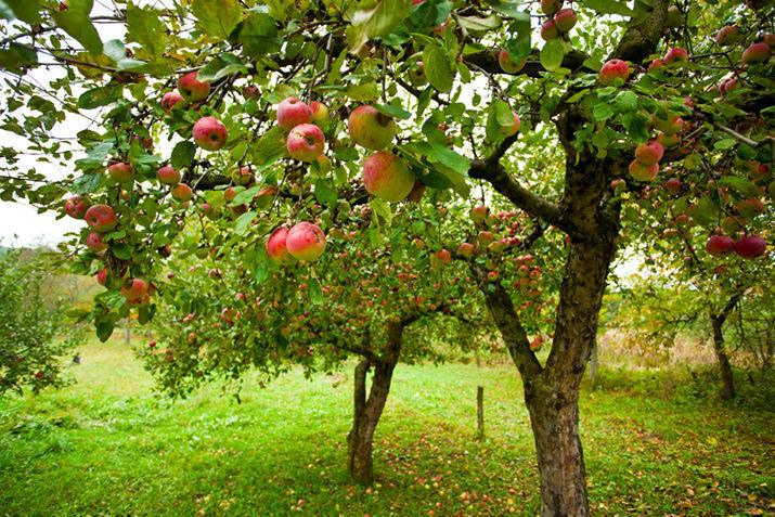 Tips on how to select fruit trees | Garden | swoknews.com - The Lawton Constitution