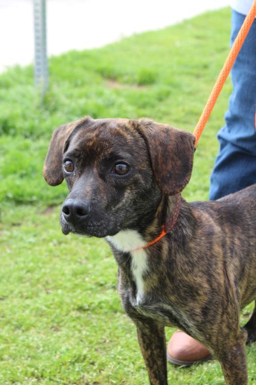 Pet of the week