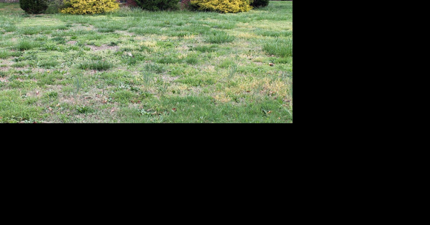 Why weed control fails | Garden | swoknews.com