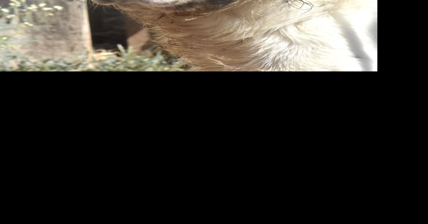 Pet of the Week