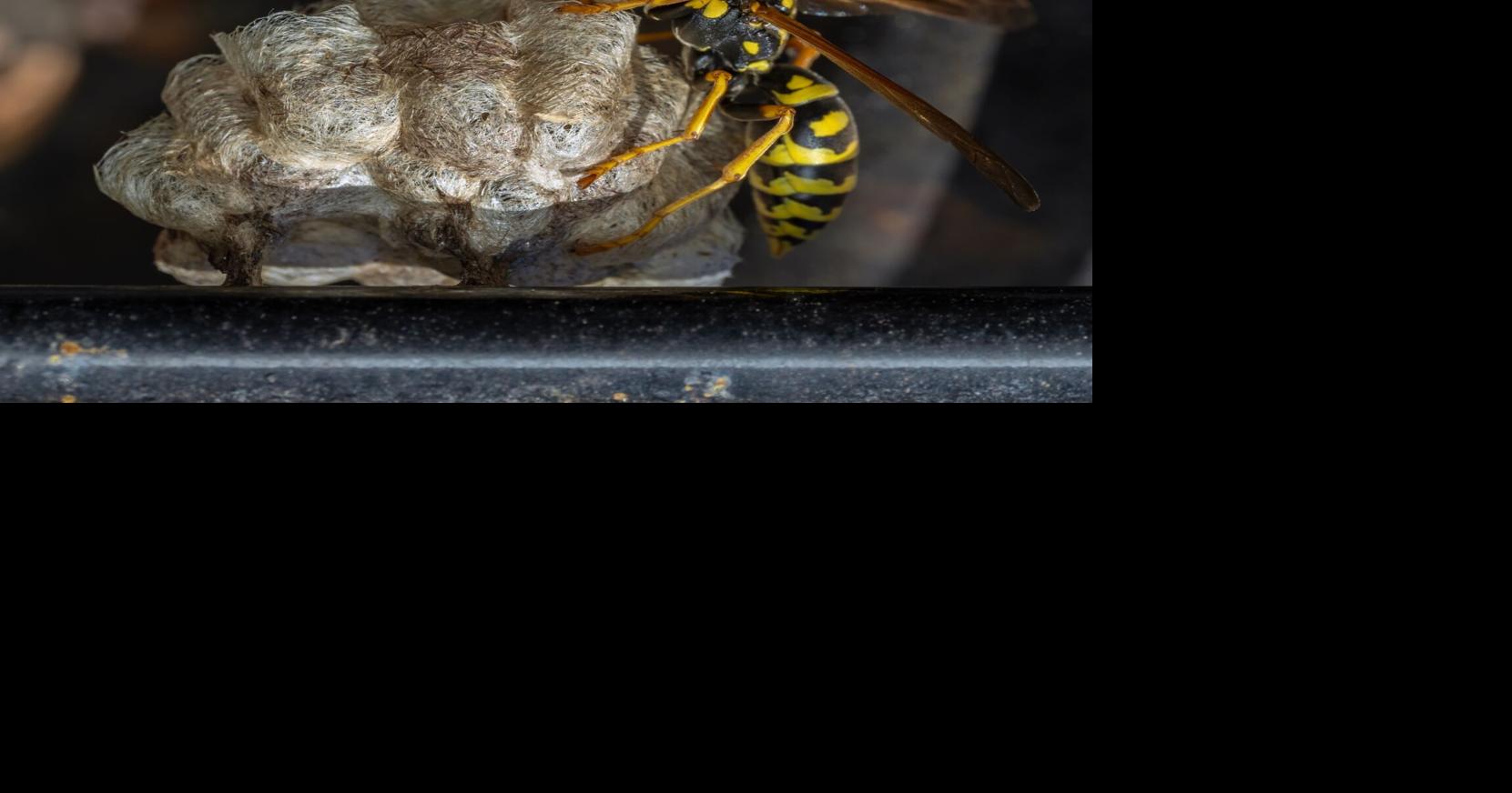 COLUMN: Wasps in the fall By Jim Coe/On plants! Nov 27, 2025 6 mins ago