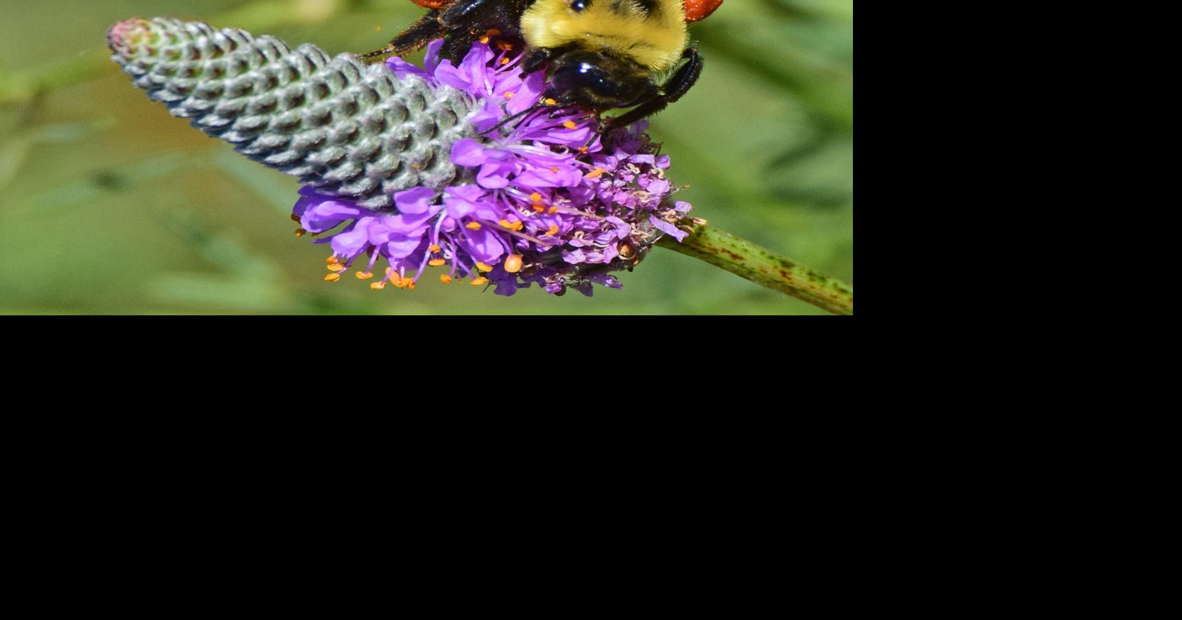 Bumble bees, more efficient pollinator in the landscape | Garden ...