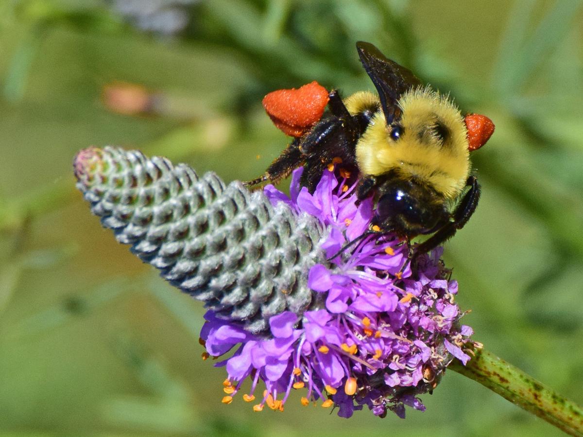 Native Bumble Bees Are Poised to Be First Pollinators Protected