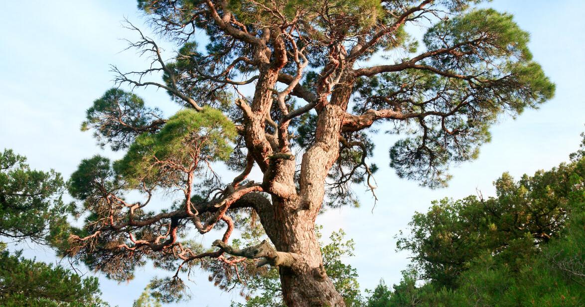 COLUMN: Evergreen trees for Oklahoma