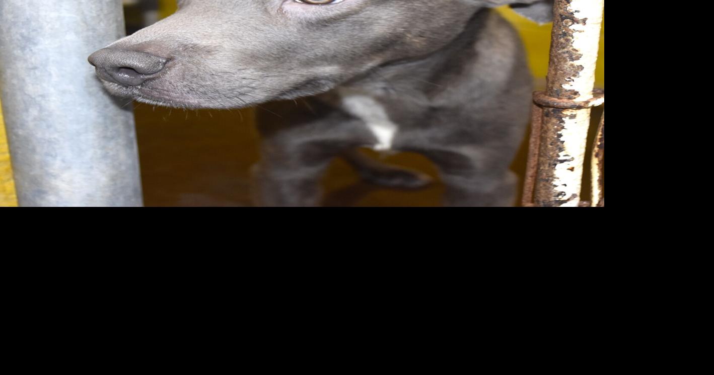Pet of the Week