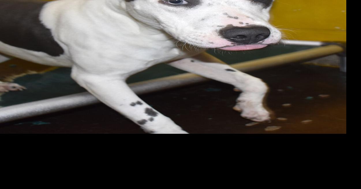 Pet of the Week