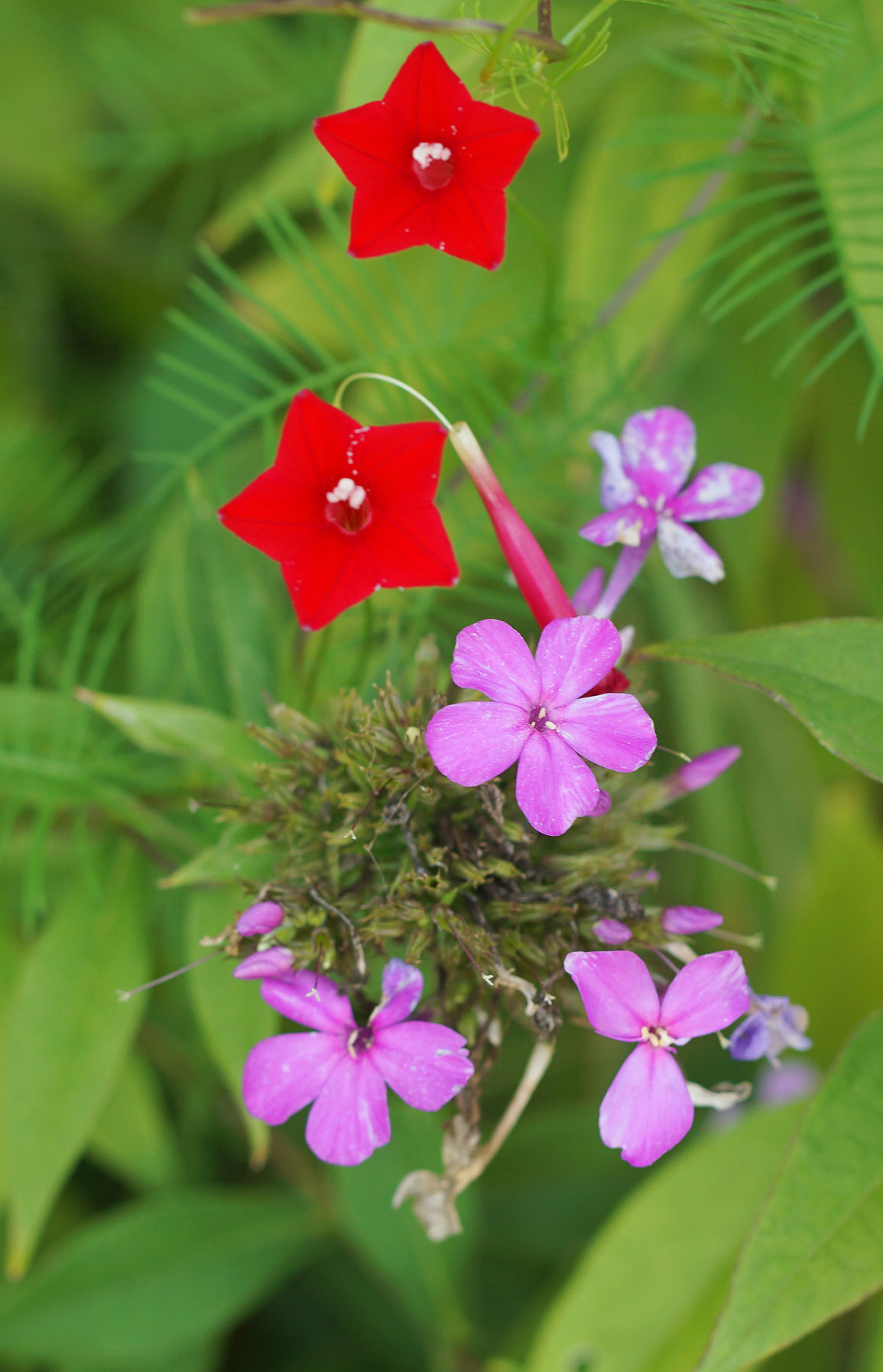 hummingbird vine