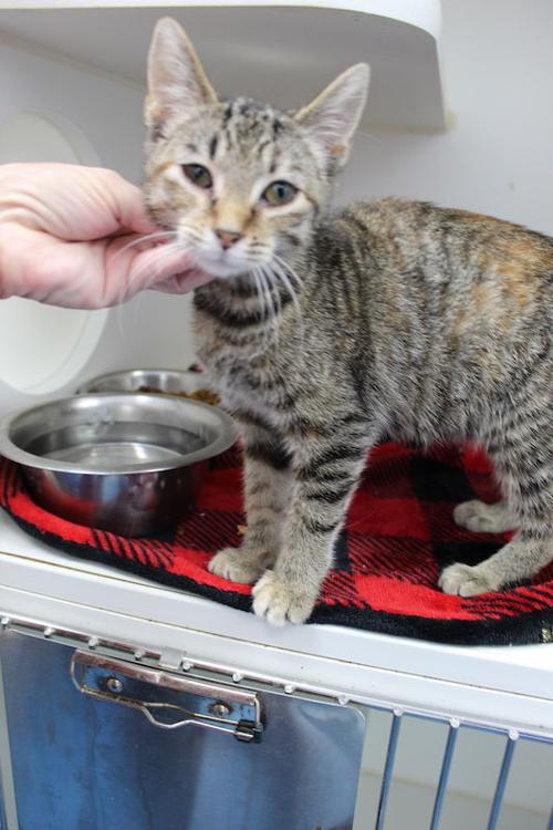 Pet of the week