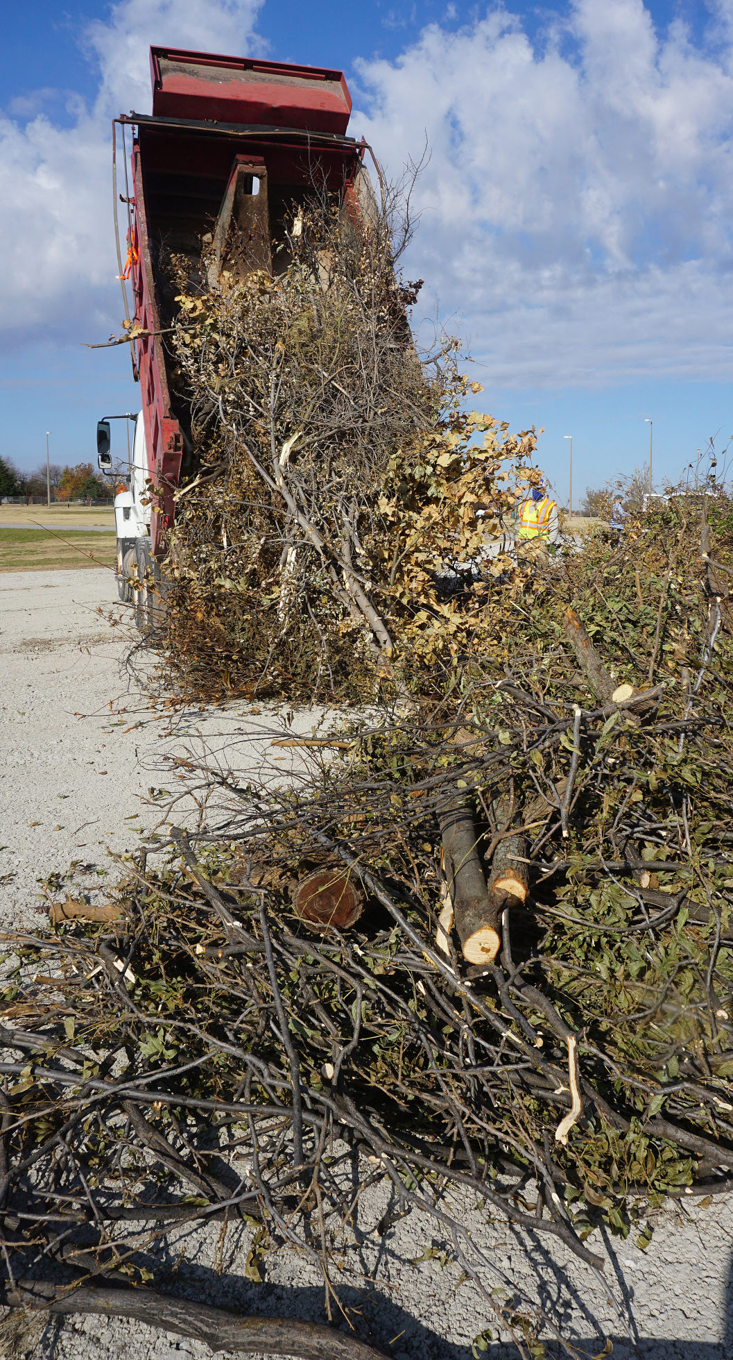 Tree limbs dump