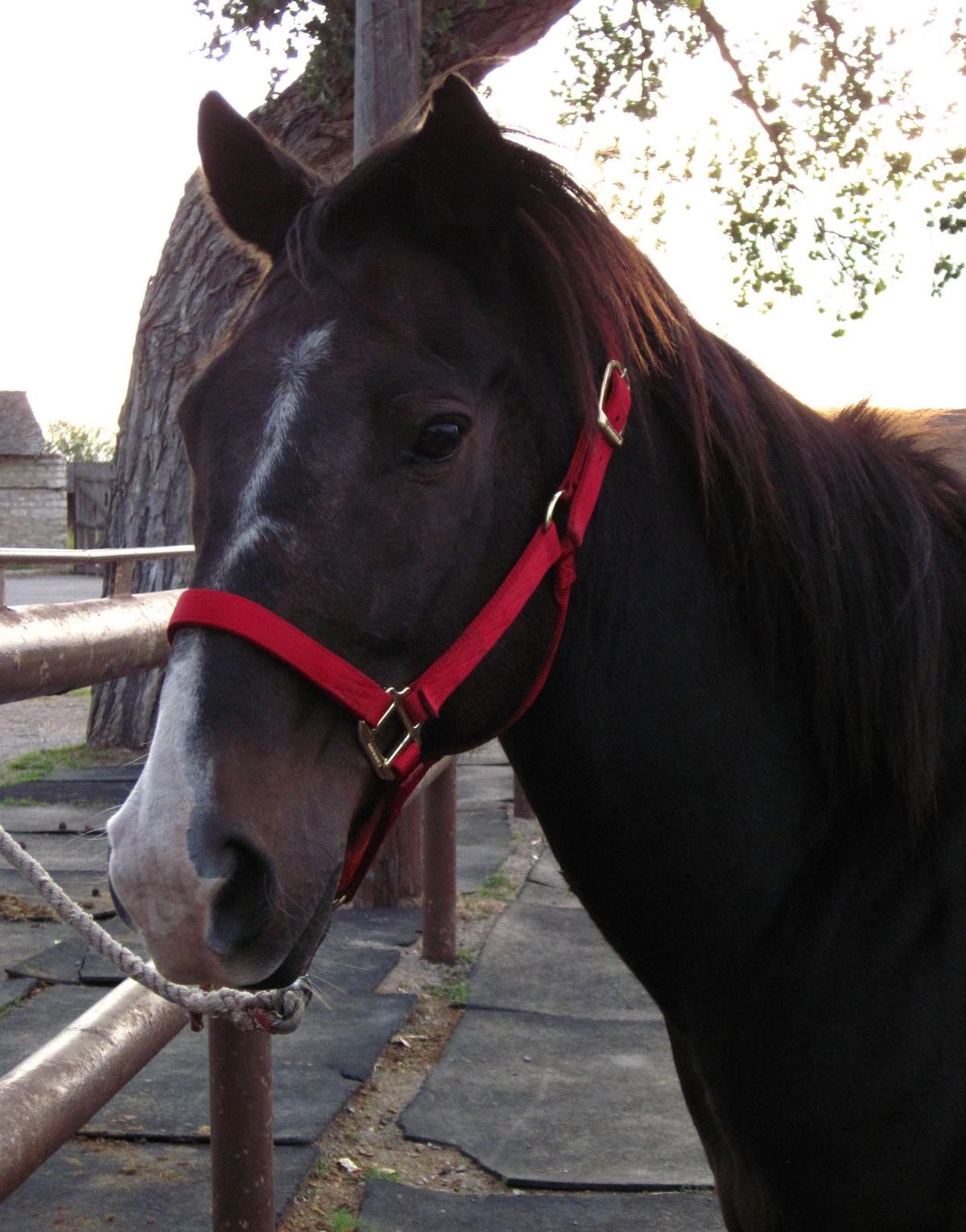 Fort Sill Artillery Half Section introduces Sonny News swoknews com