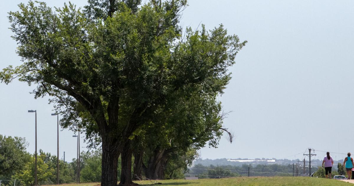 Incorrect Tree Planting The wrong tree in the wrong place can be disaster | Garden | swoknews.com