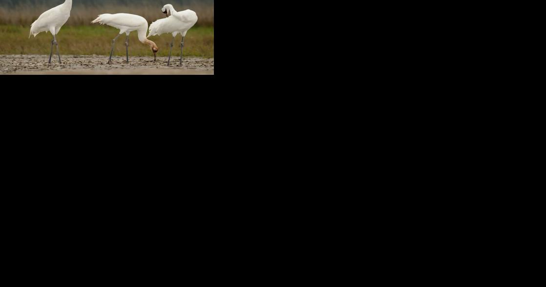 Southwest Oklahomans plead guilty to killing endangered whooping cranes - Vimarsana News