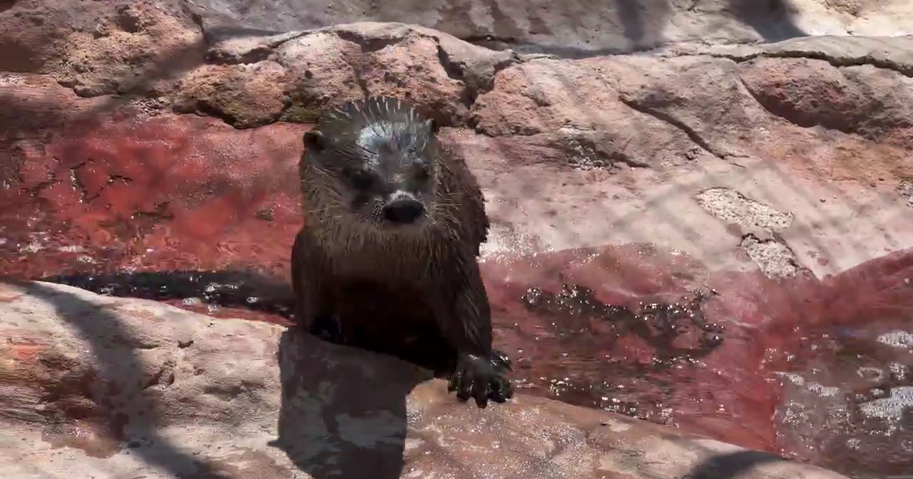 Otter habitat to be enhanced to Medicine Park Aquarium & Natural Sciences Center - Vimarsana News