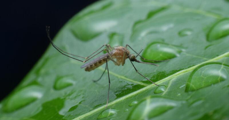 Mosquito control in your landscape - Vimarsana News