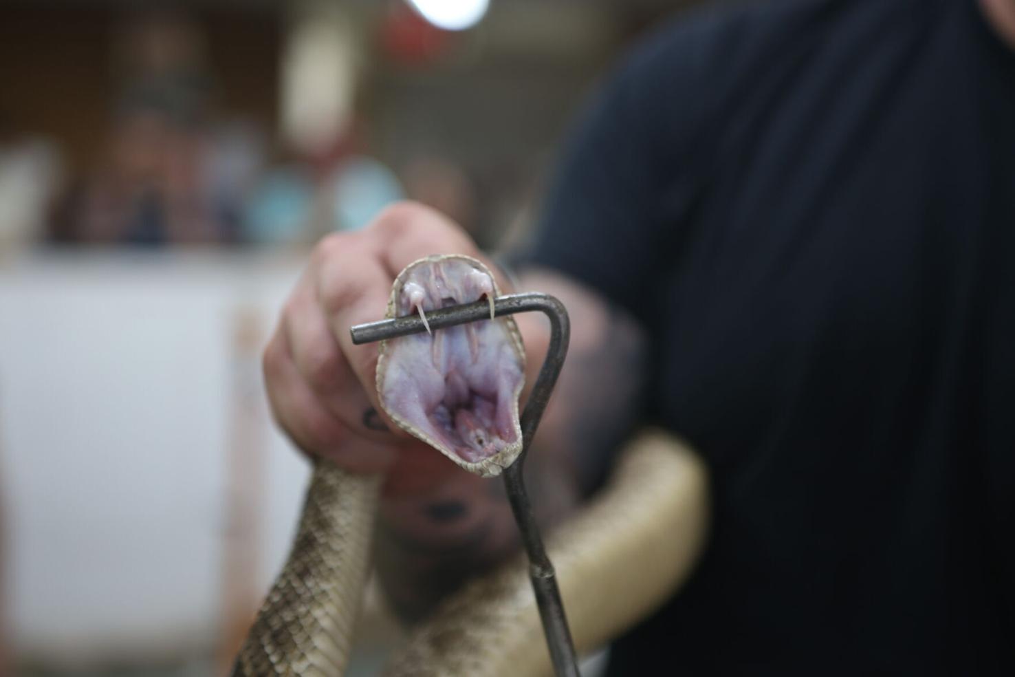'Snakes alive!' 42nd Apache Rattlesnake Festival underway | Community ...