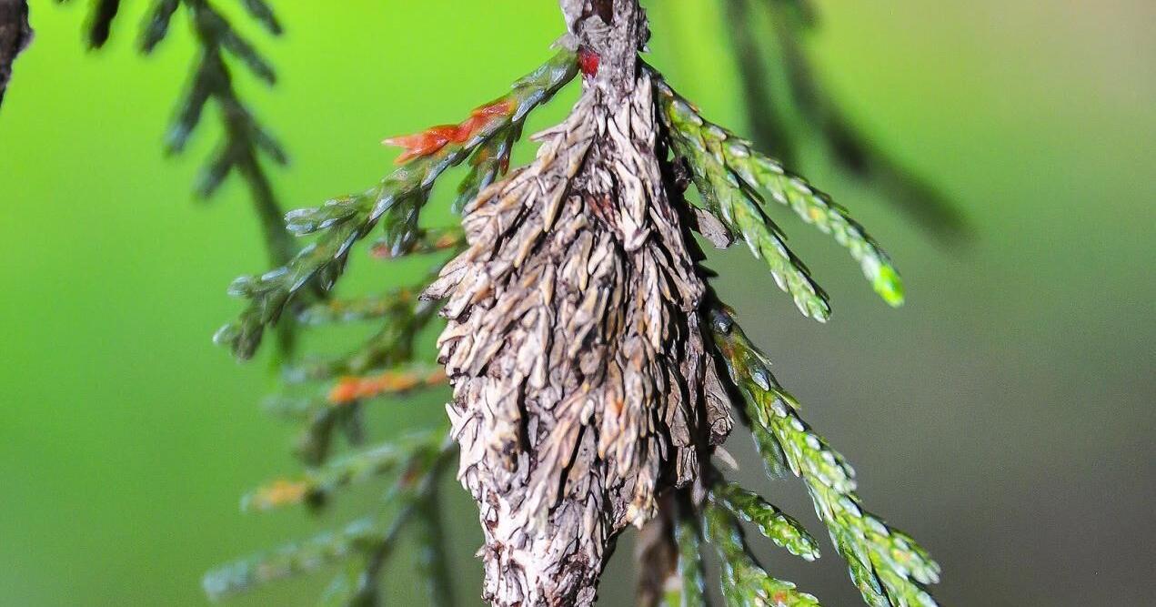 Home garden insect pest control - Vimarsana News