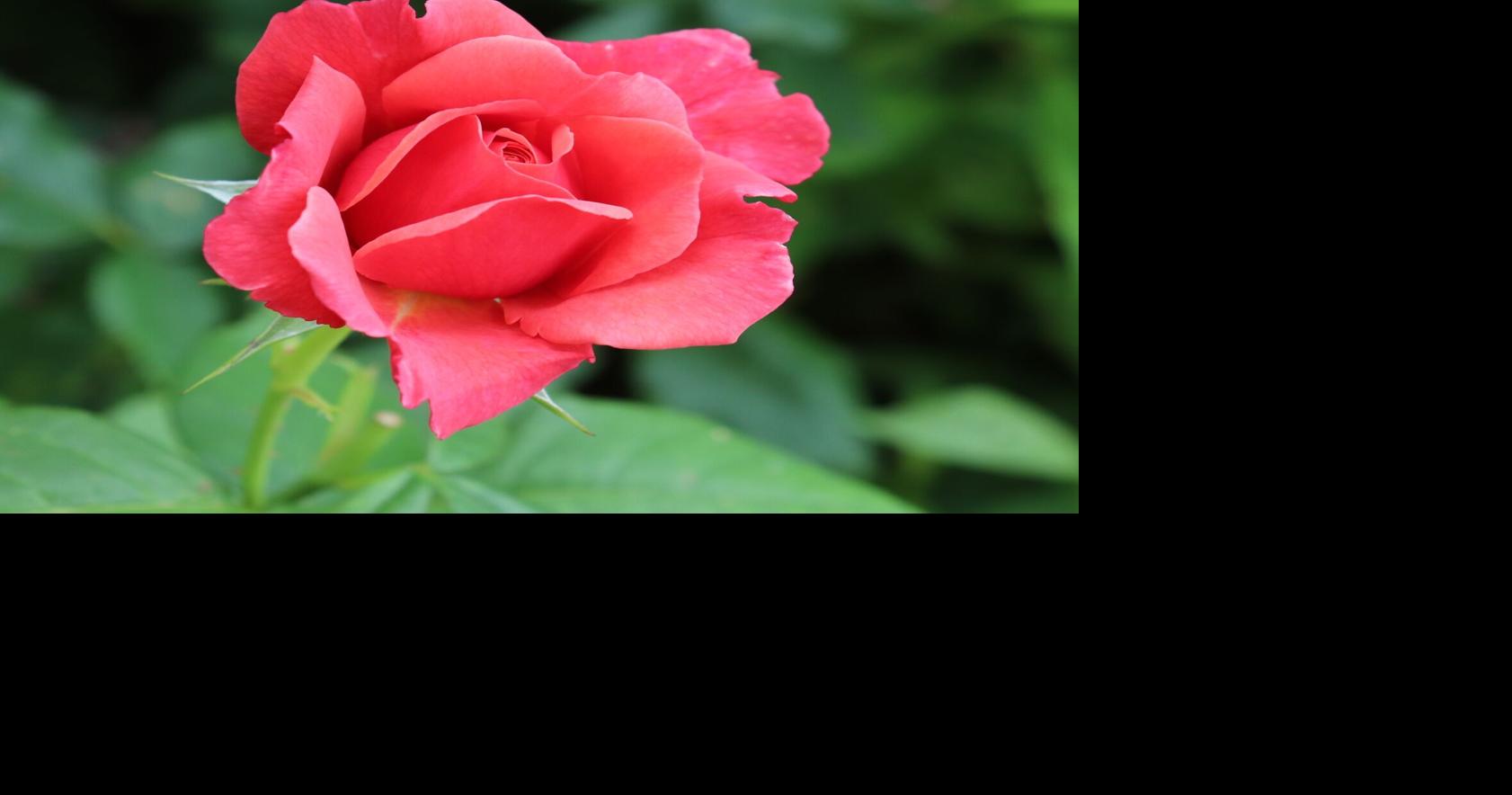 COLUMN: What rose is best for your landscape | Community News ...