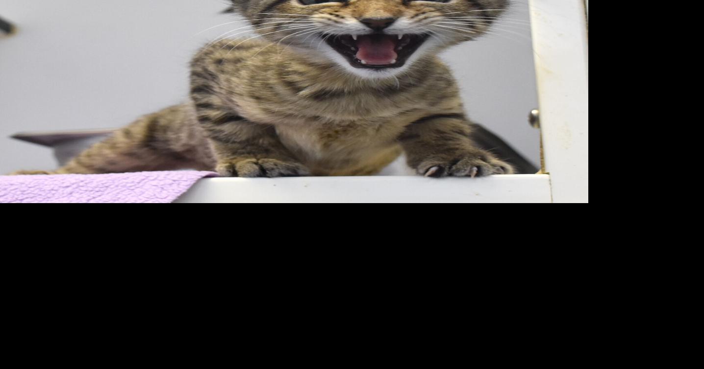Pet of the Week