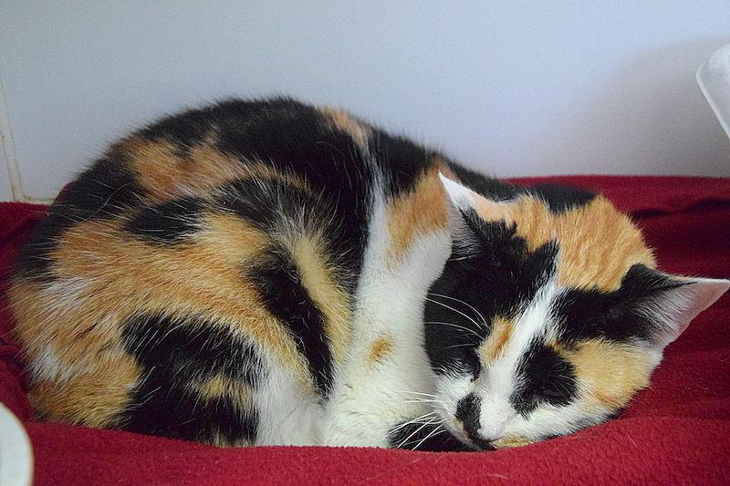 Pet of the week | News | swoknews.com