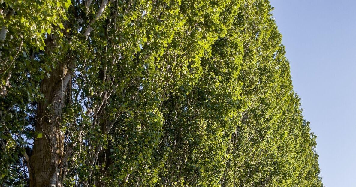 COLUMN: Landscape to cut energy cost