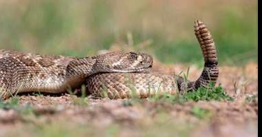 Snakes making comeback with warmer weather, Sports