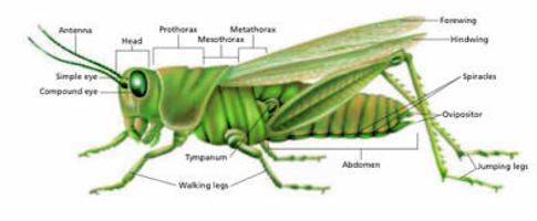 How to identify that black bug | Garden | swoknews.com