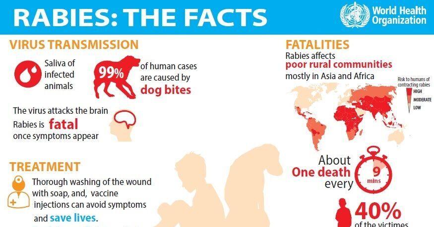Rabies confirmed in cat that bit adult in Lawton | News | swoknews.com