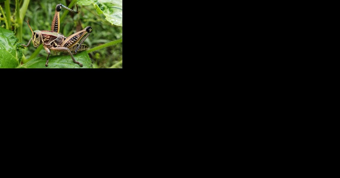 Home garden insect pest control - Vimarsana News