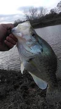 Crappie Sand Bass Season Heating Up Sports Swoknews Com