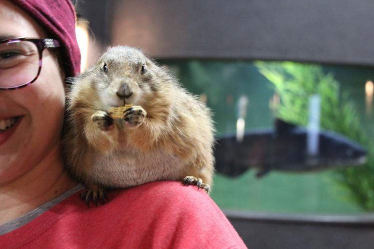 Poppy the Prairie Dog sees her shadow | News | swoknews.com